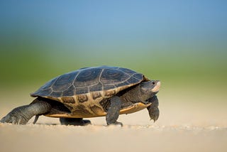 A turtle crawling on sand