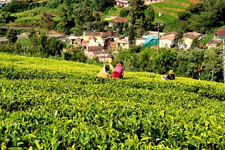 Problems facing Tea production in Kenya