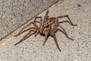 Can Tarantulas Eat Wolf Spiders?