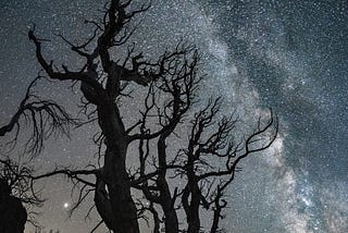 A dead tree silhouetted by the Milky Way.