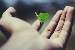 A small green sprout with 3 leaves falling into an open hand