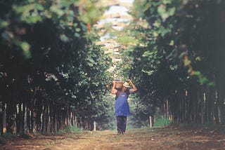 The Value(s) of Preserving Italy’s Old Vines