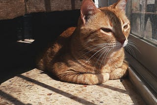 A cat sits on the floor near a sliding glass door. Its front paws are curled under it, and it has a content, somewhat sleepy look on its face.