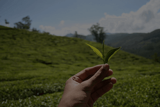 How do we get the Best Quality Green Tea From Garden to Your Mug?