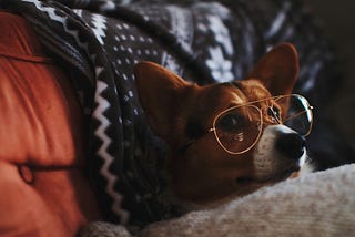 A dog wearing glasses rests in bed