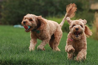 Two dogs playing with tennis balls on the grass.