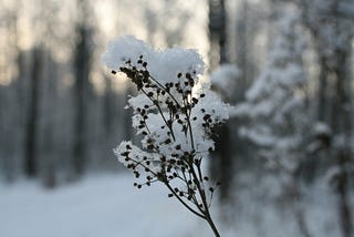 Cultivating Composition Consciously