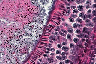 A Deep Dive into the Symphony of Endocrine Physiology