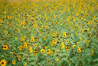 A field of thousands of sunflowers representing being a cultivator of ideas