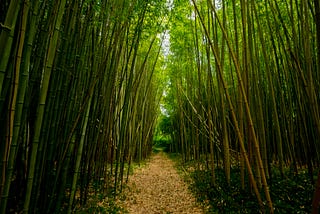 Reducing Deforestation with Bamboo Charcoal