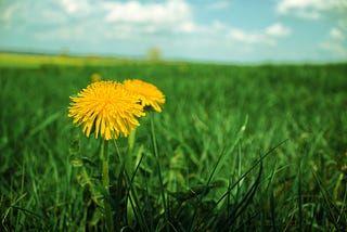 In a Field of Dandelions