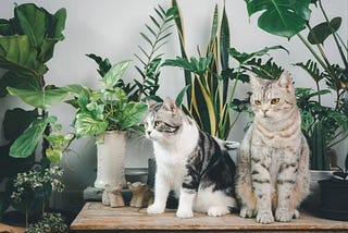 What Indoor Plants Are Safe for Cats?