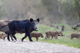 Podcast Ep. #5: Life Skills and Wild Pig Management with Jay Long