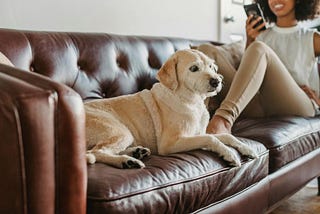 Puppy-proofing with Tech: Smart Gadgets That Alert You to Your Dog’s Needs