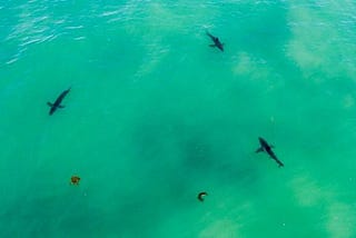 A Solution for the Great White Shark Problem that is Threatening Beach Communities Around the U.S.