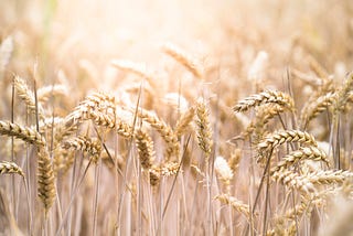 Wheat Domesticated Humans. Are We Still Trapped?