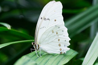 Janani -The Divine Butterfly!