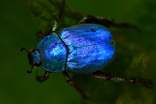 indigo blue beetle