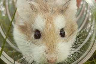 Goebbels Ate My Gerbil!