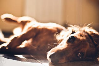 A dog lying on the floor looking up at the camera