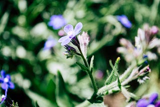 Spring flowers