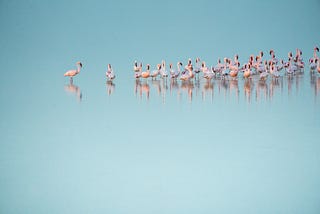 A flamboyance of flamingoes in a lake