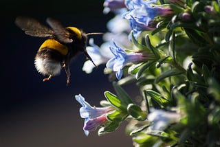 Flexible Wings Make Bumblebees Steadier Fliers