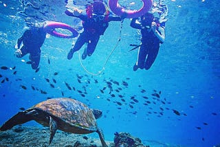 【小琉球潛水】來去小琉球潛水找海龜！浮潛，深潛，自潛潛點大解密