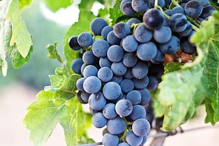 Fruitfulness: Lessons from the lifecycle of grapevines