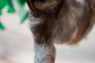 Can Tarantulas Eat Sloths?