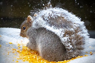 Where have all the Squirrels Gone?