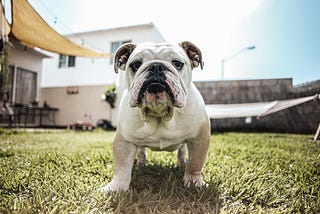 The Top 5 Myths About English Bulldogs: Busted!