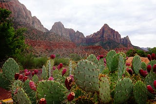 Chapter 19 — Planting the Desert