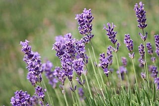 Figure shows a powerful medicinal plant named Lavender.