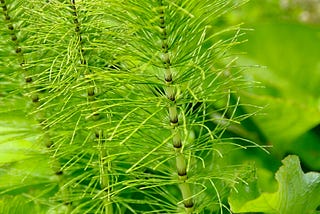 The Oregon Forest’s Amazing Medicines: Horsetail.