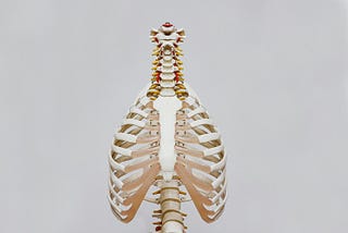 Picture of a skeleton showing the structure of the back via Alt text on Medium