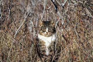 Did Cats Invent Meditation?