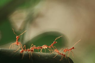 Did Ants Obtain Antibiotics Before Us?