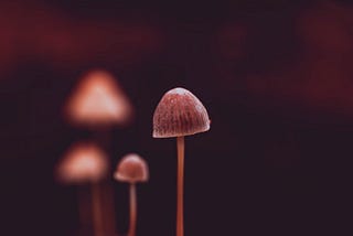 Psilocybin Microdosing and Stroke: A Diary