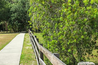 A Morning Walk Makes Happy Lungs