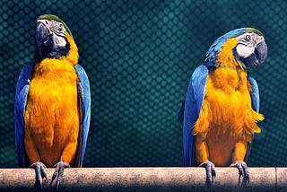 ChatGPT and Security Parrots