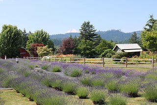 Lavender Gardens next to Stave & Stone, and with … Views of Hood