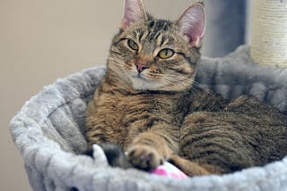 Selecting the Perfect Cat Litter: A Guide to Finding the Right Fit