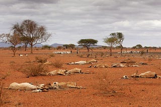 Global Food Crisis and a Dire Situation in East Africa