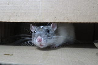 Oh, rats!
