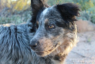 Texas Heeler looking behind him in the sunset.