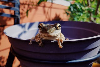 Frog peeking out of a pot