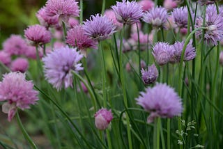 Intro to Herb Gardening, Continued