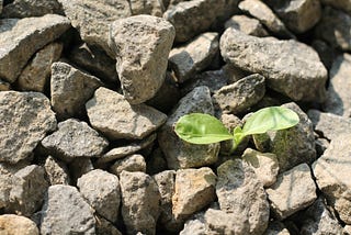 Plant growing under rocks and rubble