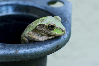 green frog peeking out of a metal pot